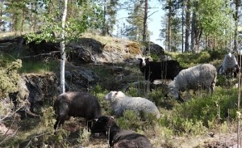 Área de conservación natural de Svinberget
