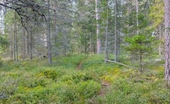 Hjortronmyren P
