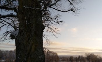 Jätteek sparresäter