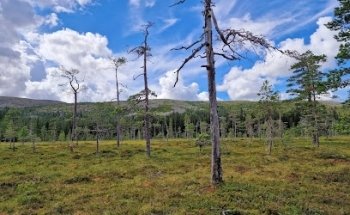Naturum Fulufjället