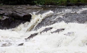 Museo de la Pesca del Salmón de Mörrum