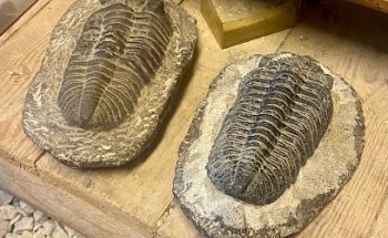 Museo de Fósiles de Hemse