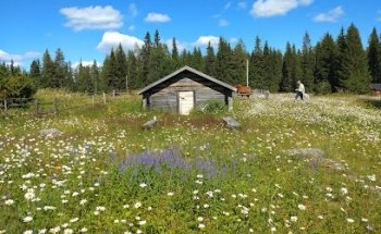 Hanhivittikko Fäbod
