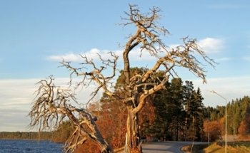 Suptallen Kårgärde