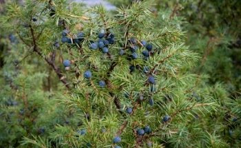 Museo Lusugn Flottarminne