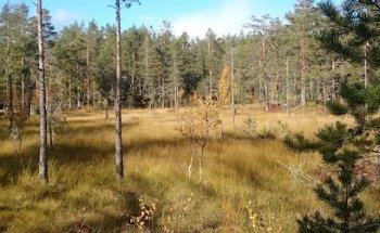 Utsikten, Svartås