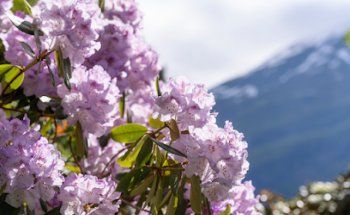 Arboreto de Svinvik