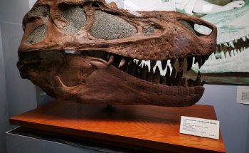 Museo de Paleontología