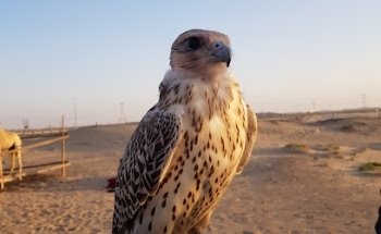 Rancho DR.Al Naeemat