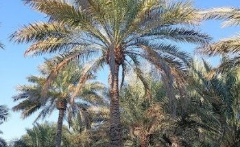 Oasis de Al Ain