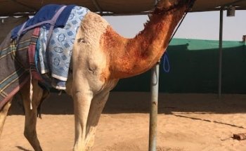 Casa de Awad Al-Sabousi para camellos