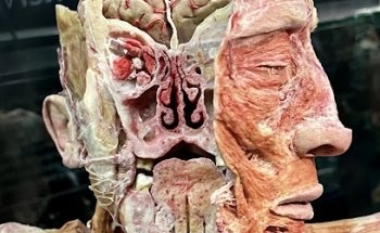 Museo del Cuerpo