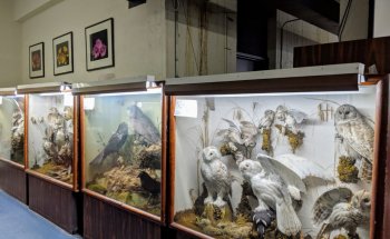 Museo Thomas McCulloch