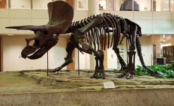 Museo de Ciencias Naturales de la Universidad de Saskatchewan