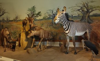 Museo de Historia Natural Gabriel Foucher