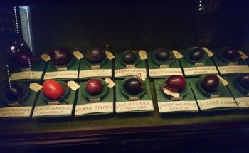Museo de la Fruta Francesco Garnier Valletti