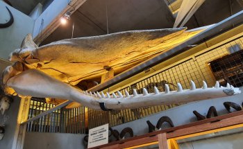 MuseOs