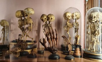 MUSA - Museo Universitario delle Scienze e delle Arti