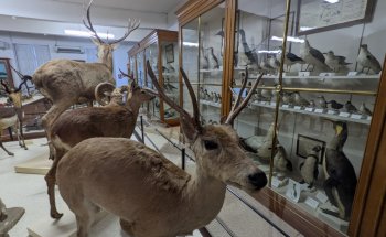 Museo de Historia Natural Victor Brun