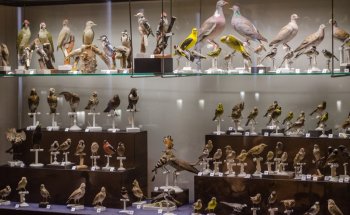 Museo Bernard d'Agesci