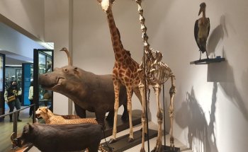 Museo-Acuario de Nancy