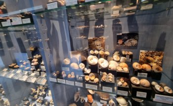 Museo de Conchas