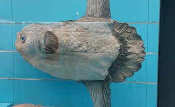 Museo Cívico de Historia Natural