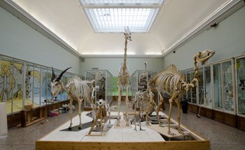 Museo Cantonal de Zoología - Lausana
