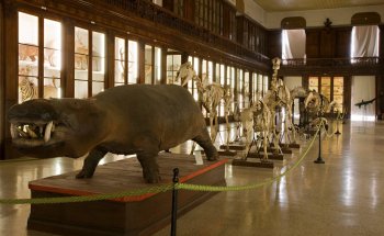 Museo Zoologico di Napoli