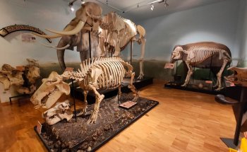 Museo Cívico de Historia Natural