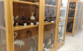 Museo de Zoología