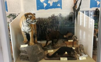 Museo Zoológico, Catania