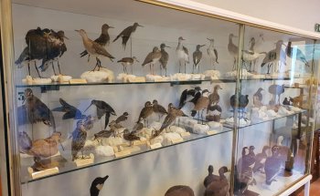 Villa Pertusati - Museo de Historia Natural