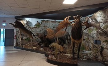 Museo de Prehistoria