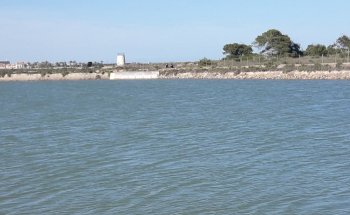 Flamencos de San Pedro del Pinatar