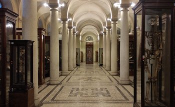 Museo de Anatomía Humana Luigi Rolando