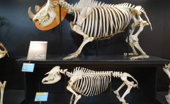 Museo de Anatomía Veterinaria de FMVZ USP