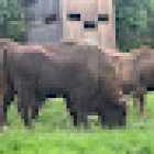 Centro De Interpretación Del Bisonte Europeo Bison Bonasus