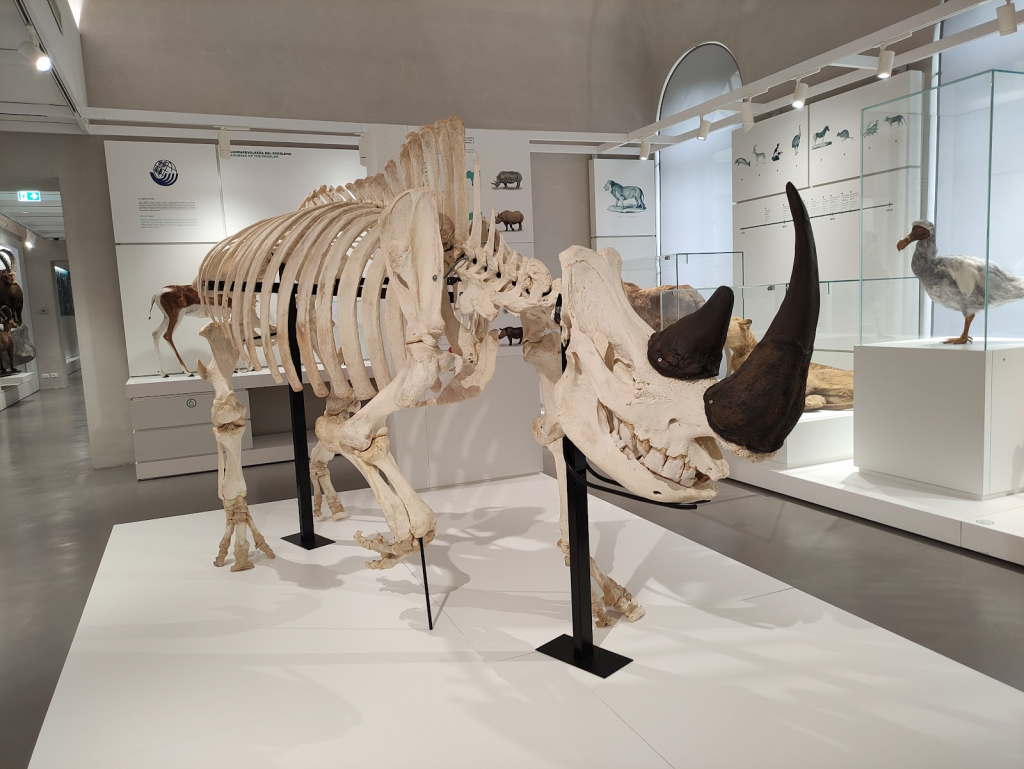 Kosmos Museo de Historia Natural de Pavía