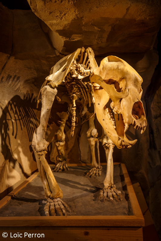 Museo del oso de las cavernas