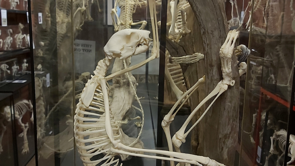 Museo de Esqueletos de Yorkshire