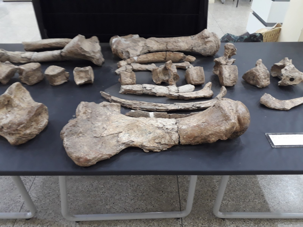 Museo de Arqueología y Paleontología