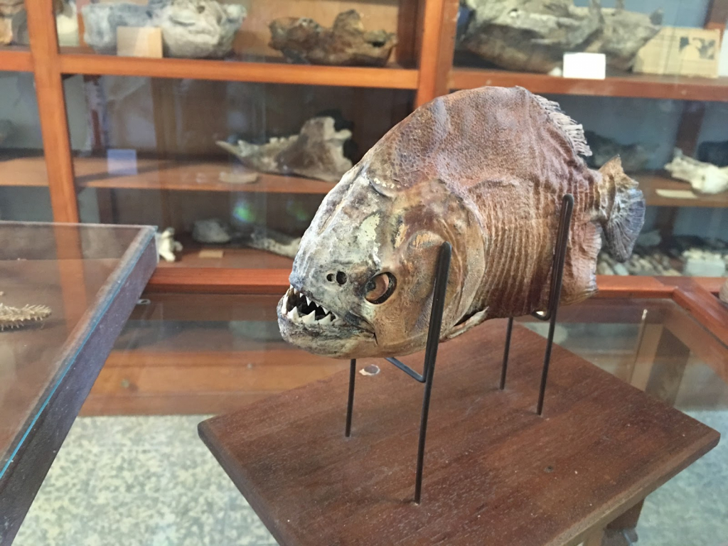 Espacio Paleontológico, Museo de Colonia