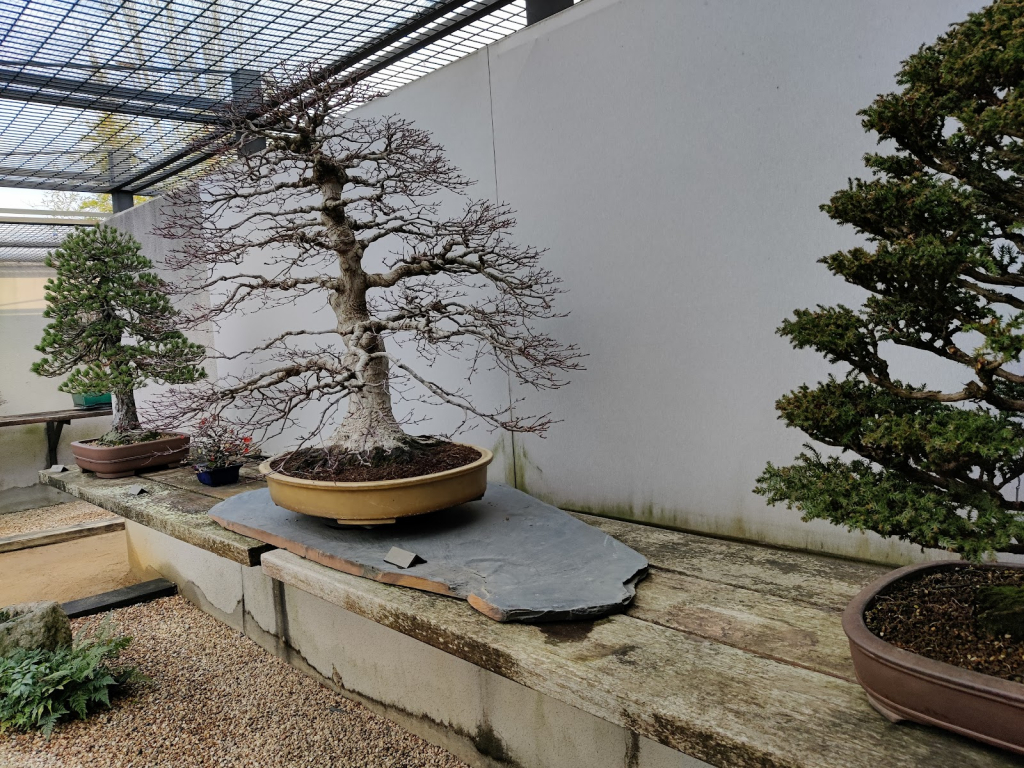 Museo del Bonsái