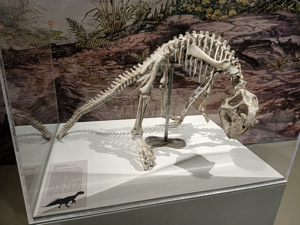 Museo de Ciencias Naturales de la Universidad de Zaragoza