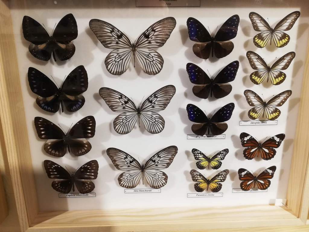 Museo de la Mariposa Viviente