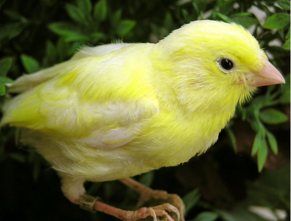 Museo de canarios Harzer Roller