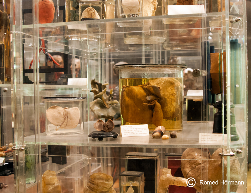 Museo Anatómico / Universidad Médica de Innsbruck