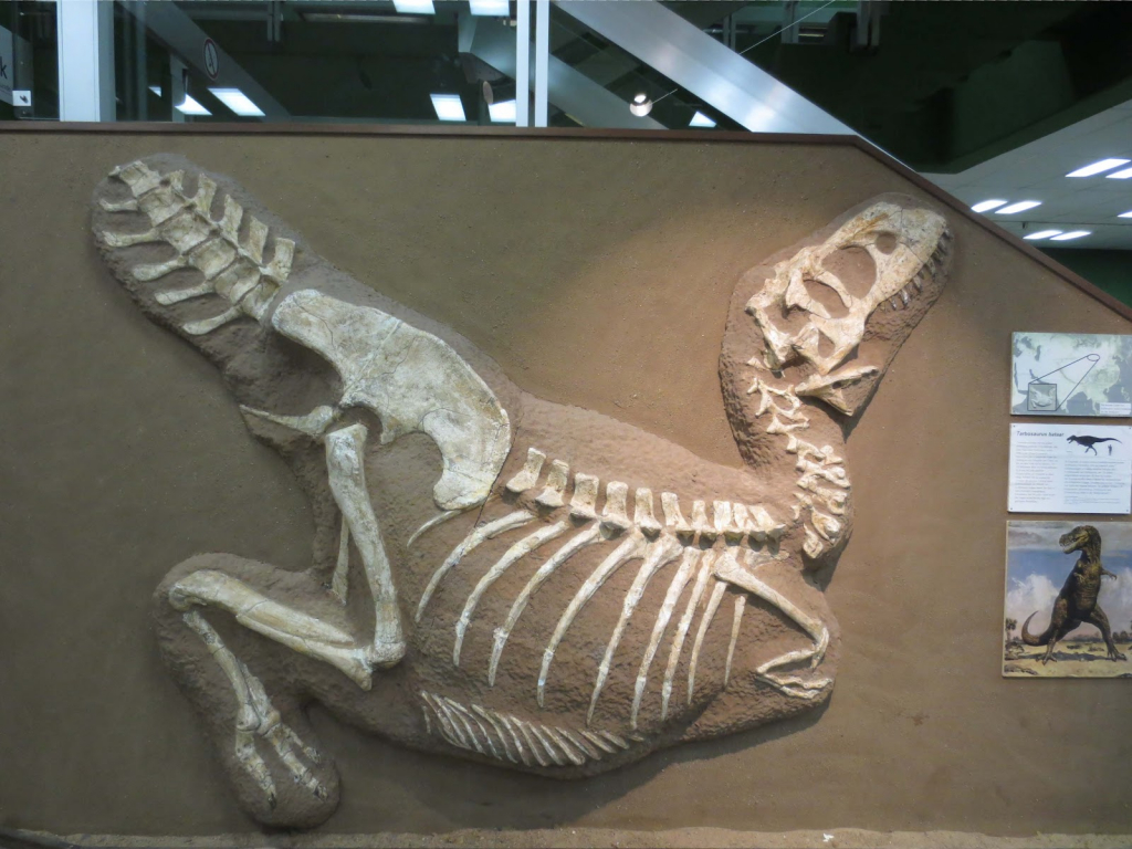 Museo de Historia Natural de Hamburgo - Geología-Paleontología