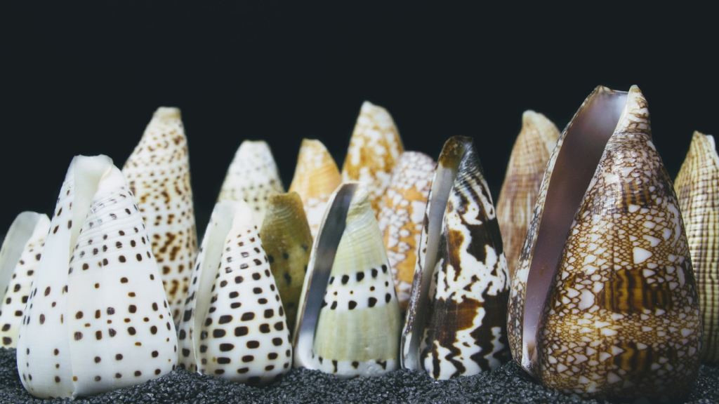 Museo Malacológico Malakos